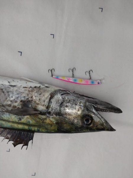 今年初の鰆はメーターオーバー!!