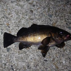 メバルウキ釣り