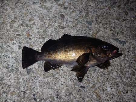 メバルウキ釣り