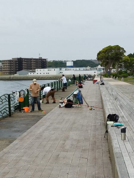 サバ狙い朝釣行