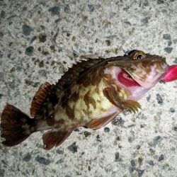 ガシラ、メバル、シーバス