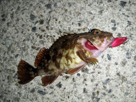 ガシラ、メバル、シーバス