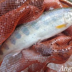 雨後はやっぱり高活性!良型入れ食い!