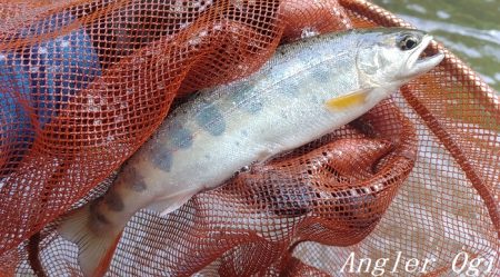 雨後はやっぱり高活性!良型入れ食い!