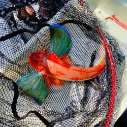 タイラバで甘鯛