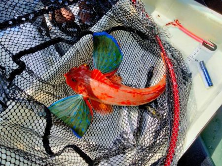 タイラバで甘鯛