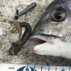 湾奥マルチヒット