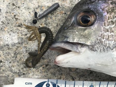 湾奥マルチヒット