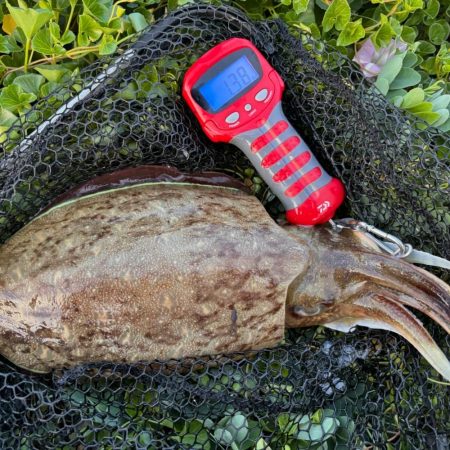 春イカエギング