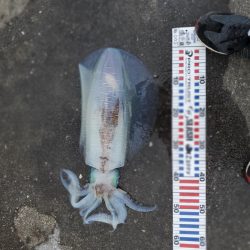 春アオリイカ狙い