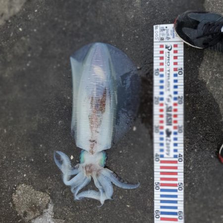 春アオリイカ狙い