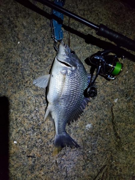 バチ抜けシーバス