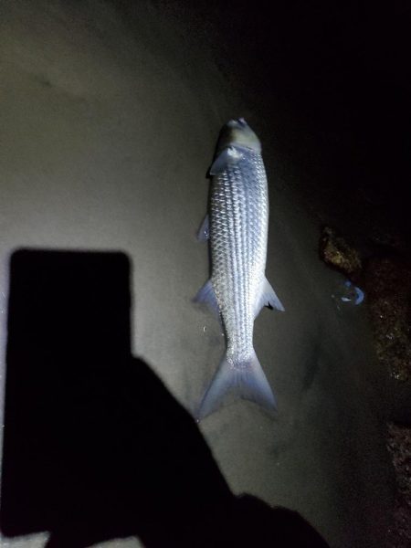 ミニマム更新 小チヌとトドに遊ばれる