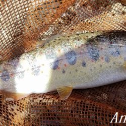 引原川本流、幅広アマゴの季節!