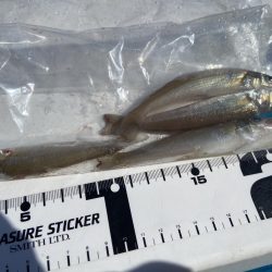 シロギスタの続、渋釣行