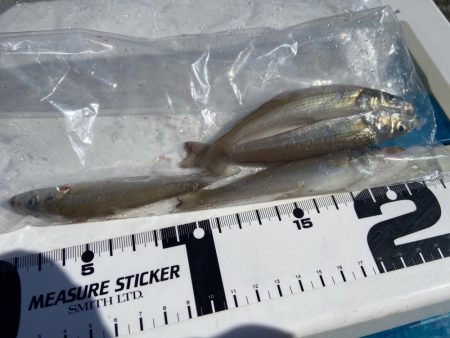 シロギスタの続、渋釣行