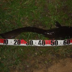 ベストシーズン到来で良型も