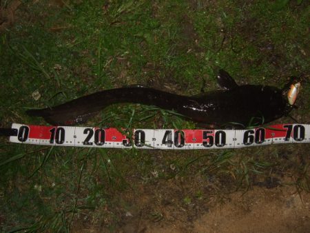 ベストシーズン到来で良型も