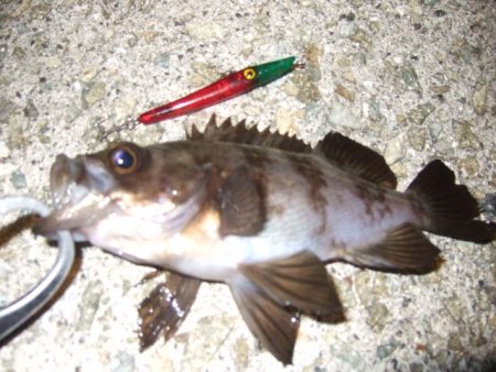 波風治まるまではやや渋め