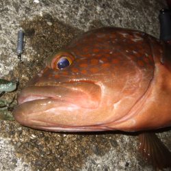 シーズン初アコウ