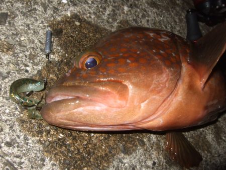 シーズン初アコウ