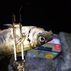 やっぱり今夜もアジング