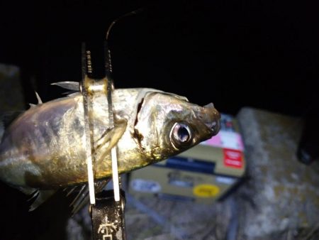 やっぱり今夜もアジング