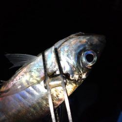 雨でもアジング