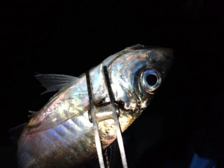 雨でもアジング