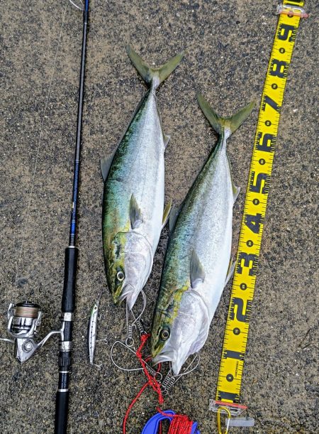 セットアッパーでメジロ2発