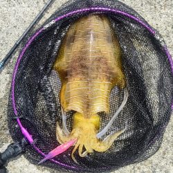 ムラチェで春イカ