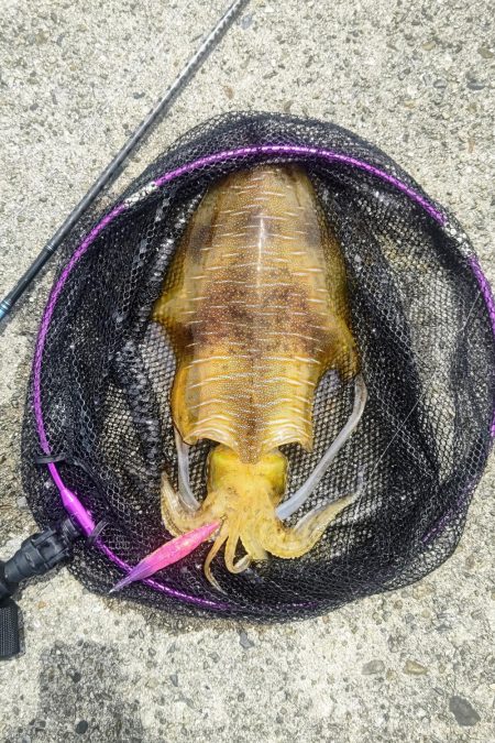 ムラチェで春イカ