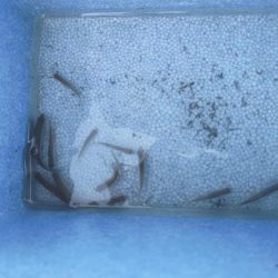 武庫川水系でタナゴ釣り