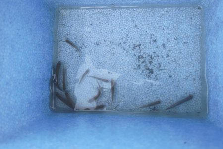 武庫川水系でタナゴ釣り