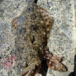 アオリ、ガシラ狙いのはずがまさかの