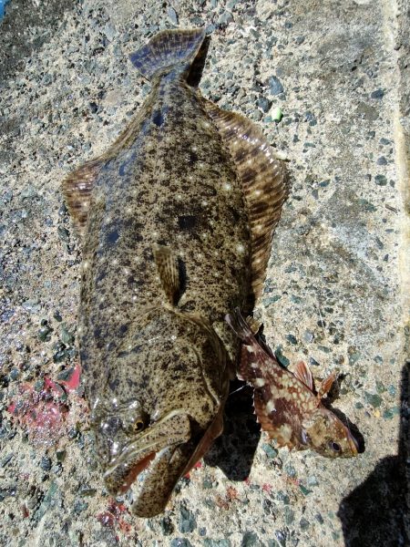 アオリ、ガシラ狙いのはずがまさかの