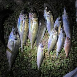 煙樹ヶ浜5月3日ゴールデンウィーク、アジ、へダイ