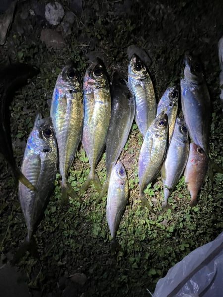 煙樹ヶ浜5月3日ゴールデンウィーク、アジ、へダイ