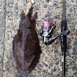 アオリを求めて