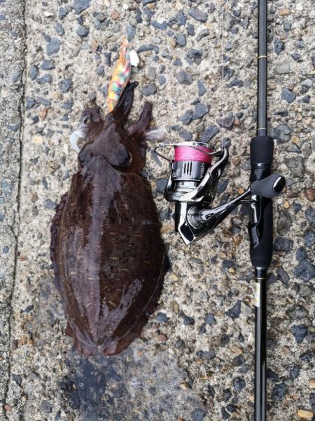 アオリを求めて