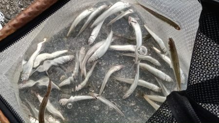 2024/05/17 大阪市内河川 稚鮎釣…