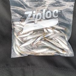 2024/05/19 大阪市内河川 稚鮎釣り