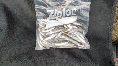 2024/05/19 大阪市内河川 稚鮎釣り