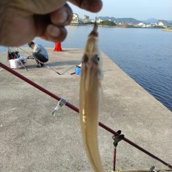 淡路島キスの活性調査