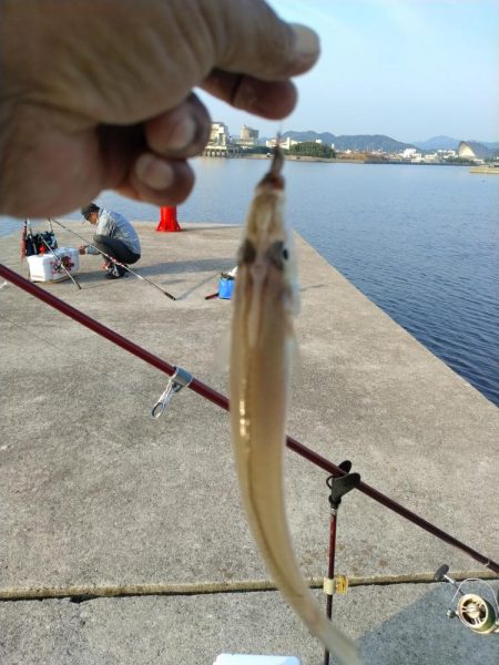 淡路島キスの活性調査