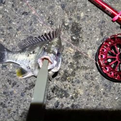 2024/05/21 南港ヘチ釣り釣行(短時間)