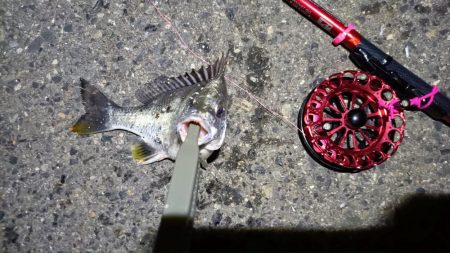 2024/05/21 南港ヘチ釣り釣行(短時間)