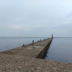 播磨新島のキス釣果