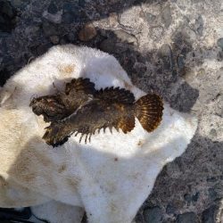 播磨新島のキス調査