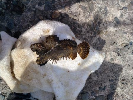 播磨新島のキス調査